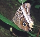CR-12-32.jpg