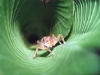 CR-13-25.jpg