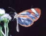 CR-13-26.jpg